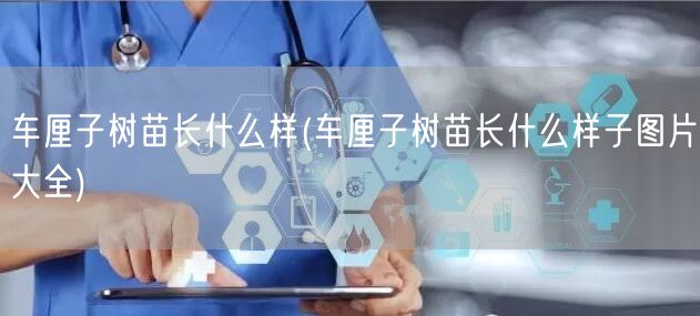 车厘子树苗长什么样(车厘子树苗长什么样子图片大全)